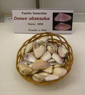Donax obsesulus, placa