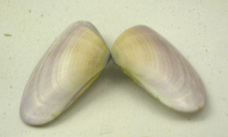 Donax obsesulus, Nahaufnahme