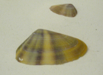 Donax cuneatus, Nahaufnahme