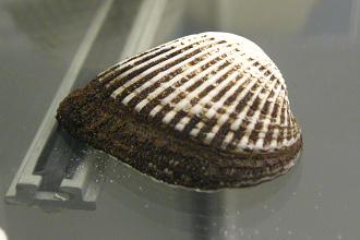 Anadara ovalis, primer plano