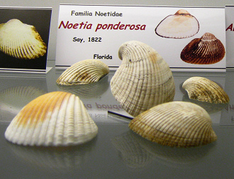 Noetia ponderosa
