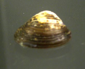 Corbicula leana, primer plano