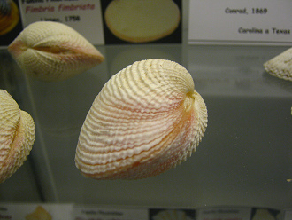 Fimbria fimbriata, primer
                                    plano