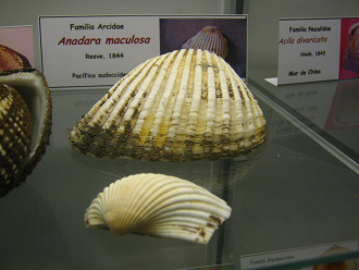 Anadara maculosa