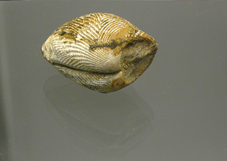 Acila divaricata, primer plano