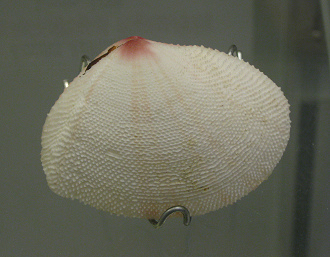 Scutarcopagia linguafelis, primer plano