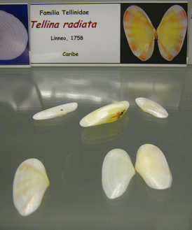 Tellina radiata