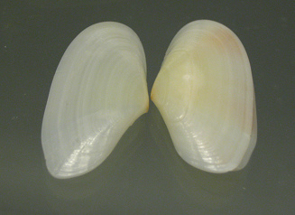 Tellina radiata, primer plano
                                    01