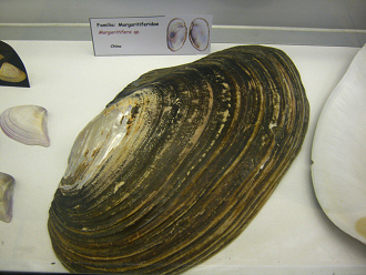 Margaritifera sp, placa