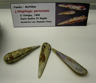 Lithophaga peruviana