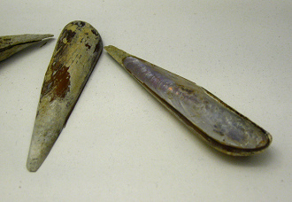 Lithophaga peruviana, primer plano