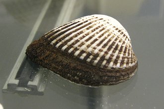 Anadara ovalis, primer plano