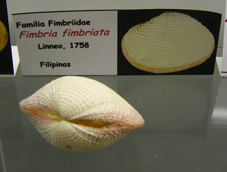 Fimbria fimbriata, placa