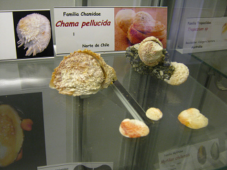 Chama pellucida
