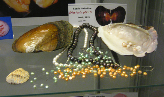Criastaria plicata
