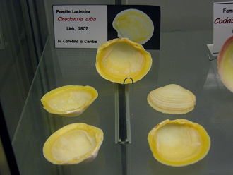 Onodontia alba