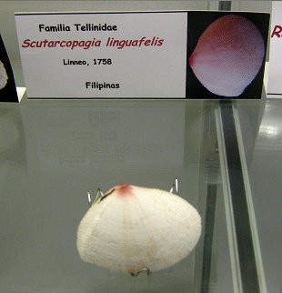 Scutarcopagia linguafelis