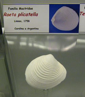 Raeta plicatella