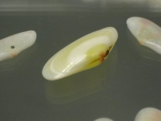 Tellina radiata, primer plano
                                    02