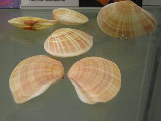 Tellina virgata, primer plano