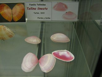 Tellina
                          lineata