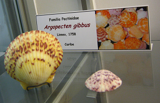 Argopecten gibbus, Tafel