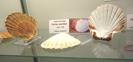 Pecten maximus