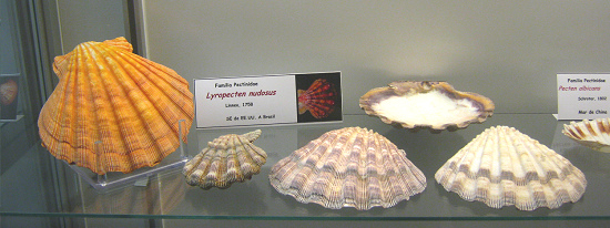 Lyropecten nudosus