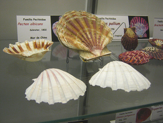Pecten albicans