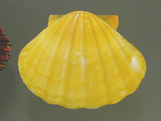 Bractechlamys vexillum, primer plano