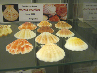 Pecten vexillum