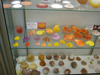 Chlamys australis, Totale