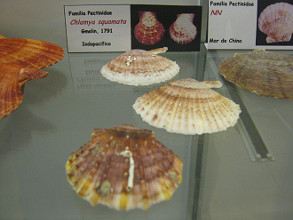 Clamya squamata