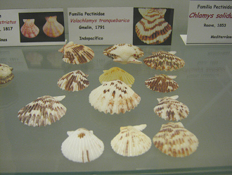 Volachlamys tranquebarica