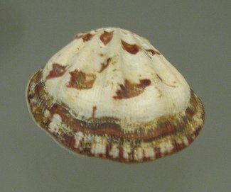 Decatopecten striatus, primer plano