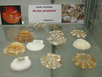 Pecten
                          pixadatus