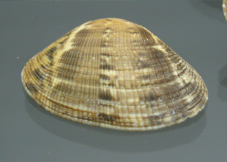 Paphia aurea, primer plano