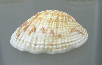 Periglypta reticulata, primer plano