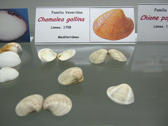 Chamalea gallina
