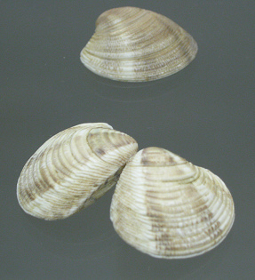 Chamalea gallina striatula, primer plano