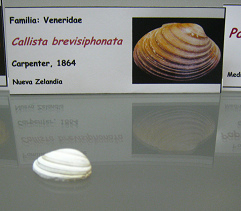 Callista brevisiphonata