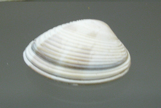 Callista brevisiphonata, primer plano