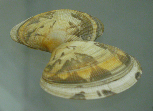 Venerupis pullastra, primer
                                    plano 02