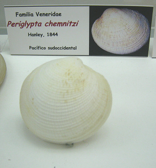 Periglypta chemnitzi