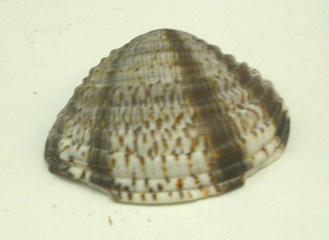 Chione subimbricata, primer plano