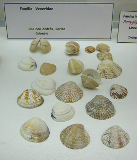 sin
                          nombre