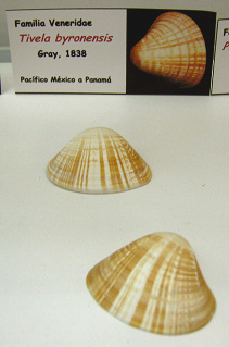 Tivela byronensis