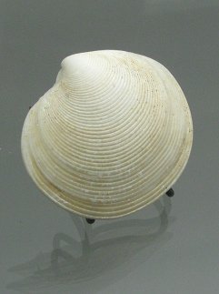 Dosinia elegans, primer plano