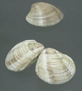 Chamalea gallina striatula, primer plano