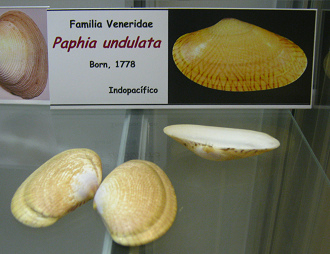 Paphia unduata Paphia unduata